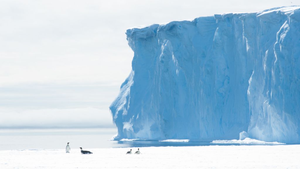 Penguins frolic at the seaward edge of the King Baudouin Ice Shelf - © International Polar Foundation